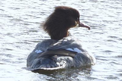 Mergus merganser