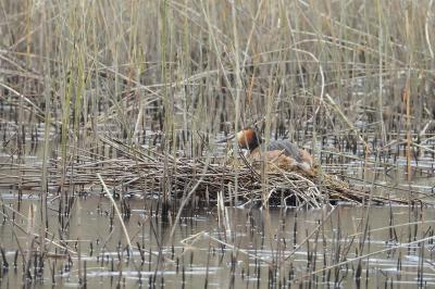 Podiceps cristatus