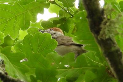 Sylvia atricapilla