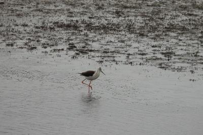 Himantopus himantopus