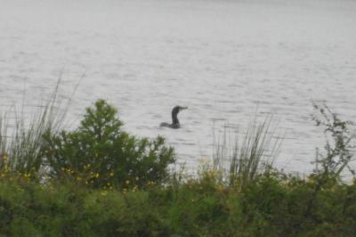 Phalacrocorax carbo