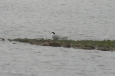 Sterna hirundo