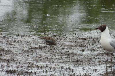 Calidris alpina