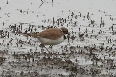 Charadrius dubius