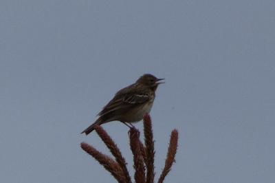 Anthus trivialis