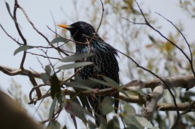 Sturnus vulgaris