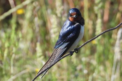 Hirundo rustica