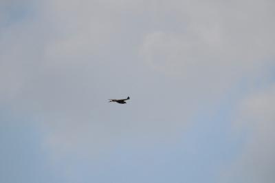 Milvus migrans
