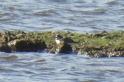 Charadrius dubius