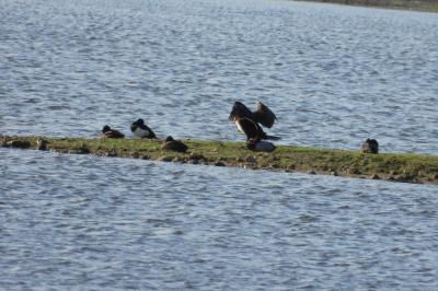 Phalacrocorax carbo