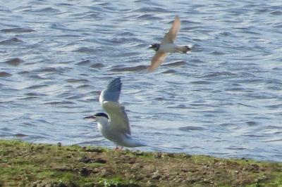 Sterna hirundo