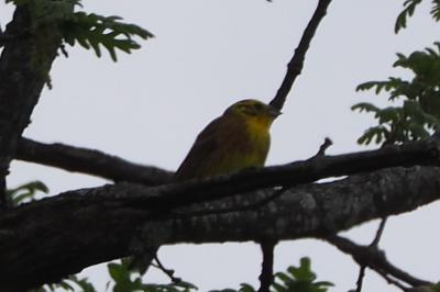 Emberiza citrinella
