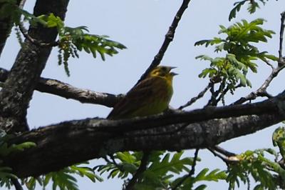 Emberiza citrinella