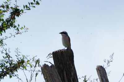Lanius collurio