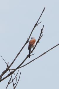 Lanius collurio