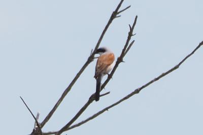 Lanius collurio