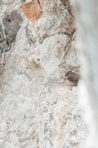 Ptyonoprogne rupestris