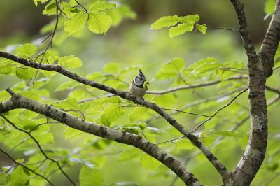 Lophophanes cristatus