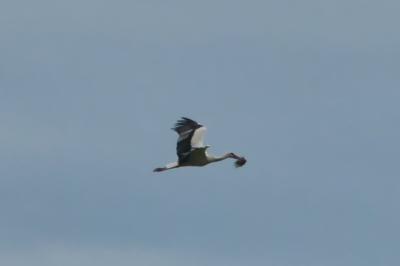 Ciconia ciconia
