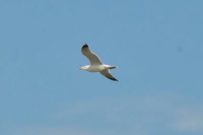 Larus michahellis