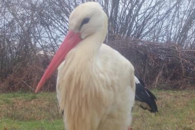 Ciconia ciconia