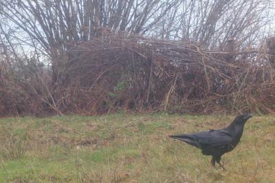Corvus corax