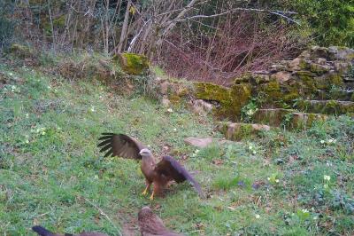 Milvus migrans