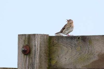 Anthus pratensis