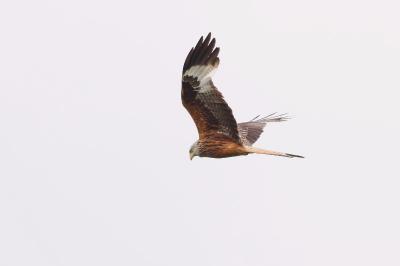 Milvus milvus