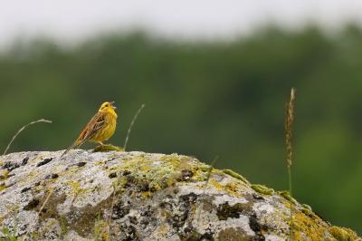 Emberiza citrinella
