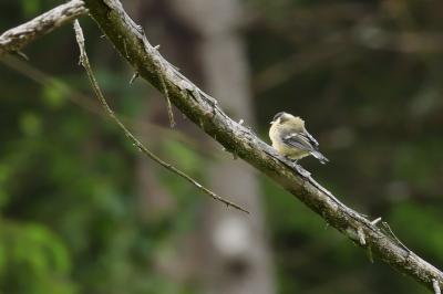 Periparus ater