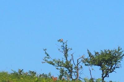 Lanius collurio
