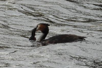 Podiceps cristatus
