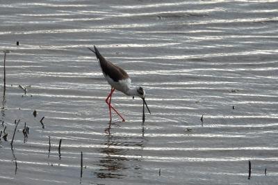Himantopus himantopus
