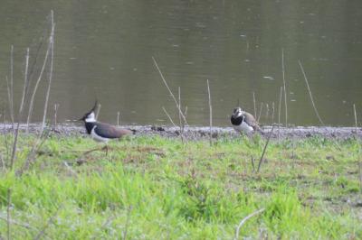 Vanellus vanellus