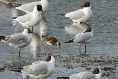 Calidris pugnax