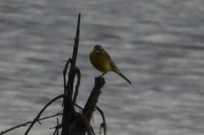 Motacilla flava