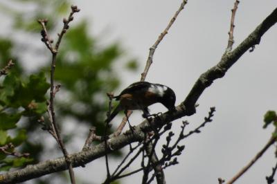 Saxicola rubicola