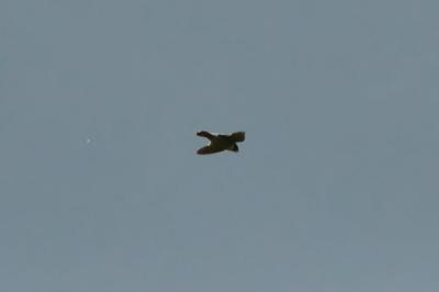 Falco peregrinus