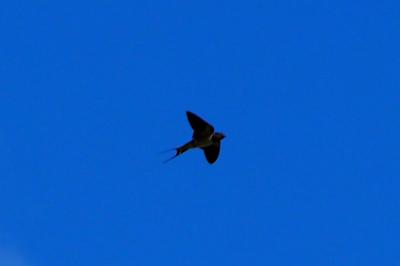Hirundo rustica
