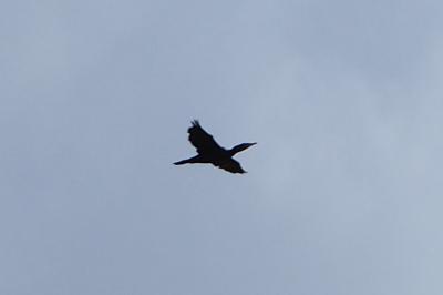 Phalacrocorax carbo