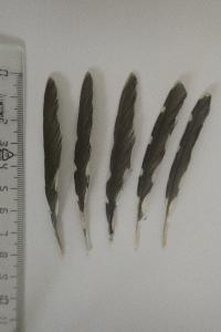 Dendrocopos minor