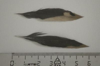 Dendrocopos minor