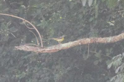 Motacilla cinerea