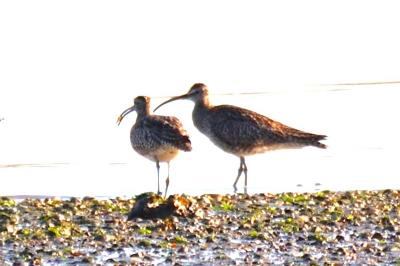 Numenius phaeopus