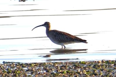 Numenius phaeopus