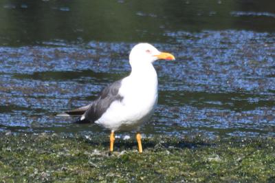 Larus fuscus