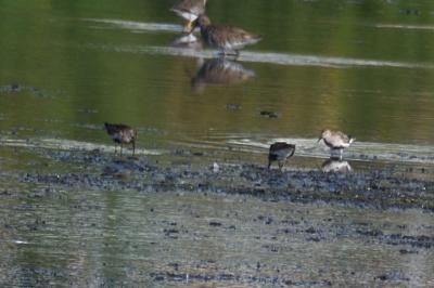 Calidris alpina