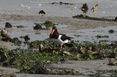 Haematopus ostralegus