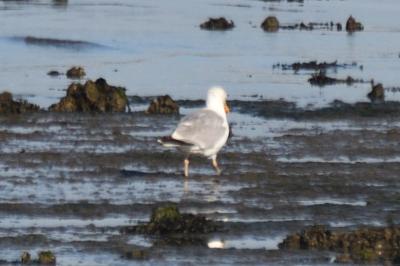 Larus argentatus